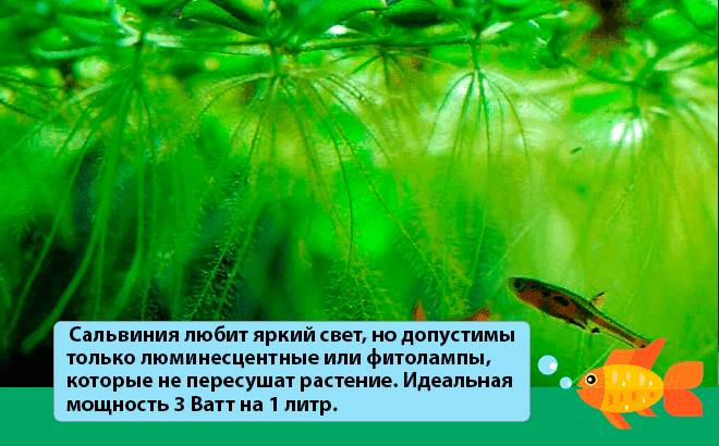 Освещение для сальвинии Освещение для сальвинии