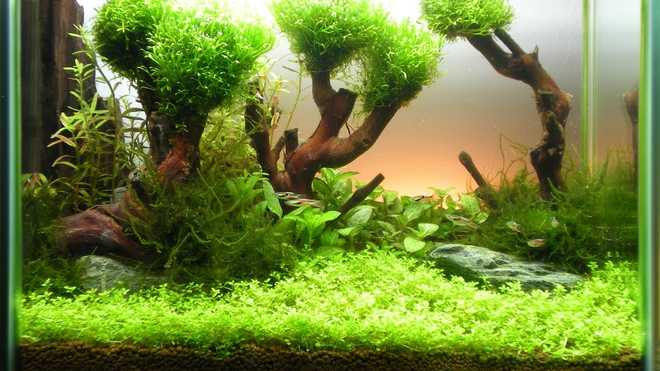 освещение в аквариуме освещение в аквариуме