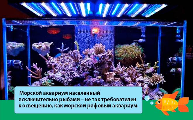 освещение морского аквариума освещение морского аквариума