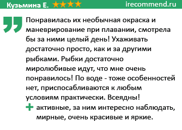 отзыв-о-барбус-денисони от-зыв-о-барбус-денисони