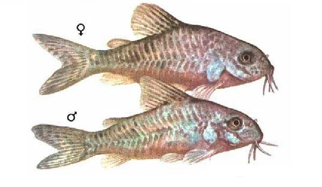 Половые различия У сомиков Штербы Половые различия У сомиков Штербы