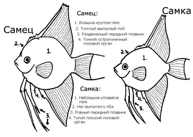 отличия самца от самки отличия самца от самки