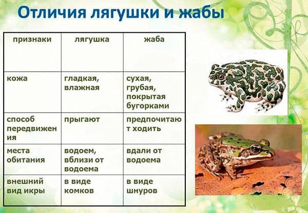 отличия жабы от лягушки отличия жабы от лягушки