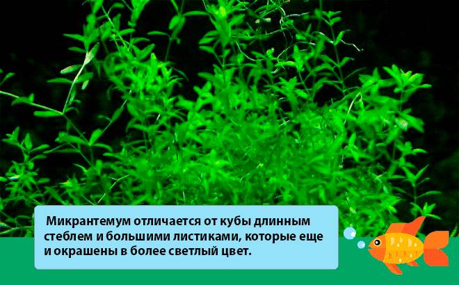 отличия микрантемума от кубы отличия микрантемума от кубы