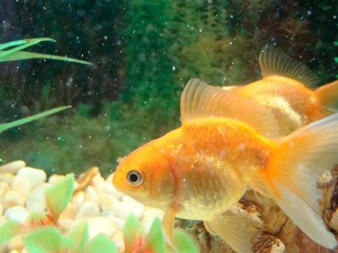 отпадают чешуйки отпадают чешуйки