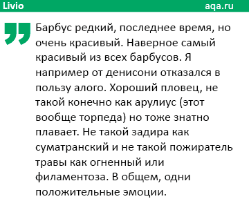 отзыв об алом барбусе отзыв об алом барбусе