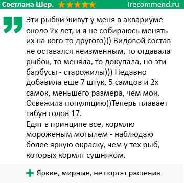 отзыв о вишневом барбусе отзыв о вишневом барбусе