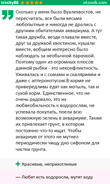 отзыв о вуалехвосте отзыв о вуалехвосте