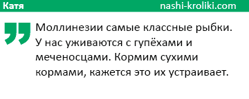 отзыв о черной молли отзыв о черной молли