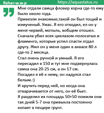 фловер хорн отзыв 1 фловер хорн отзыв 1