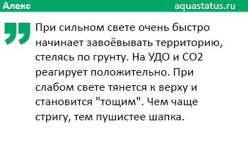 отзыв о Хемиантусе микрантемоидесе отзыв о Хемиантусе микрантемоидесе