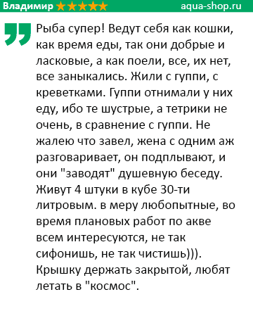 отзыв о тетрадоне отзыв о тетрадоне