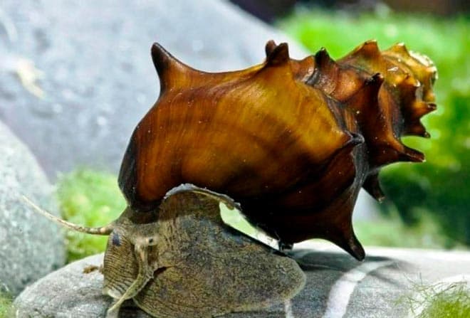 пагода пагода