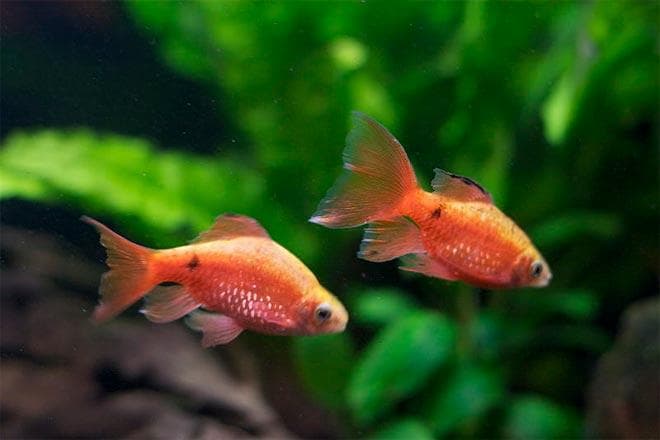 пара барбусов пара барбусов