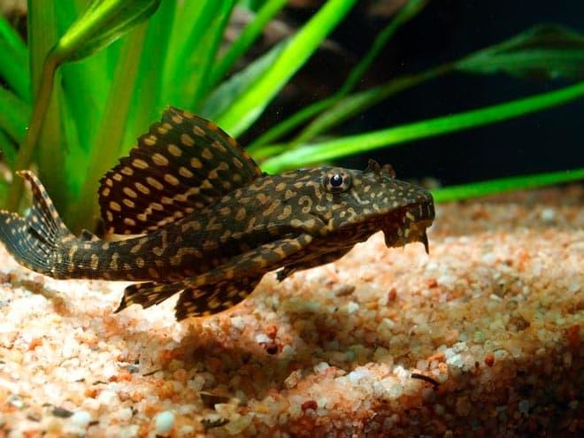 парчовый сом парчовый сом