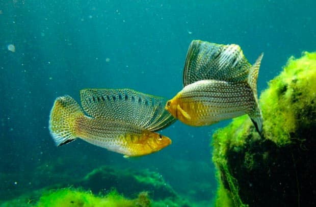 парусная моллинезия парусная моллинезия