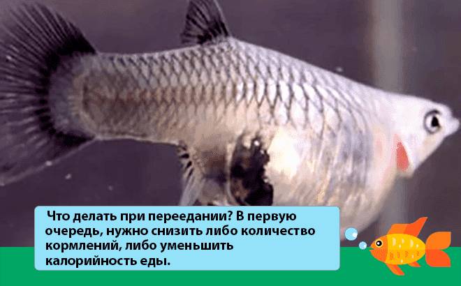 переедание гуппи переедание гуппи