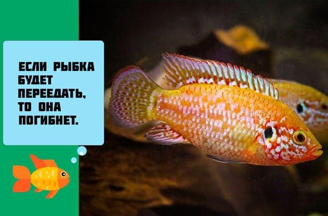 переедание рыбки переедание рыбки