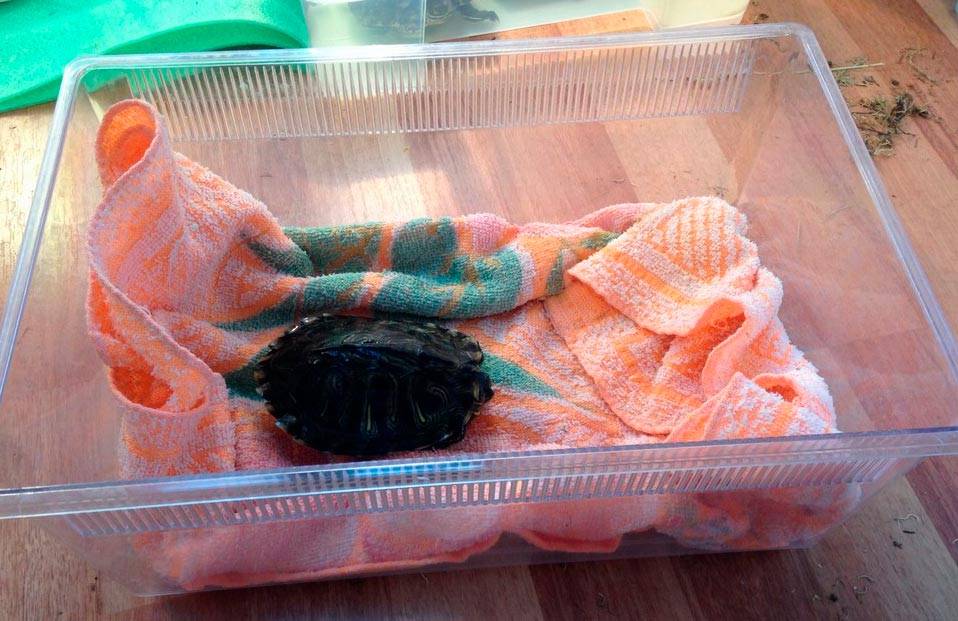 перевозка черепах перевозка черепах