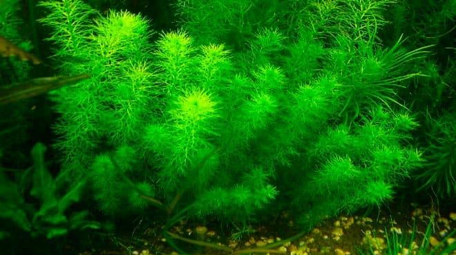 Перистолистник Перистолистник