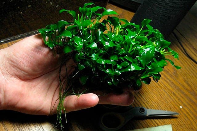 петит нана петит нана