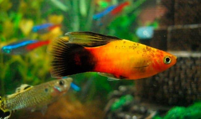 пецилии пецилии