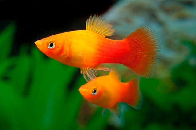 пецилия пецилия