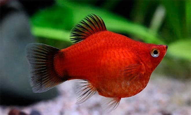 пецилия дисковая пецилия дисковая