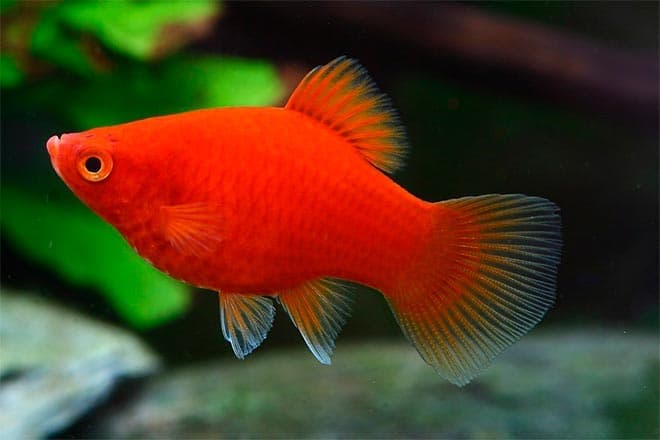 пецилия красная пецилия красная