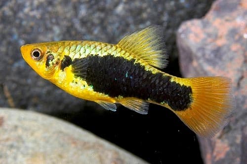 пецилия шварц пецилия шварц