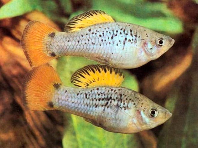 пецилия трехцветная пецилия трехцветная