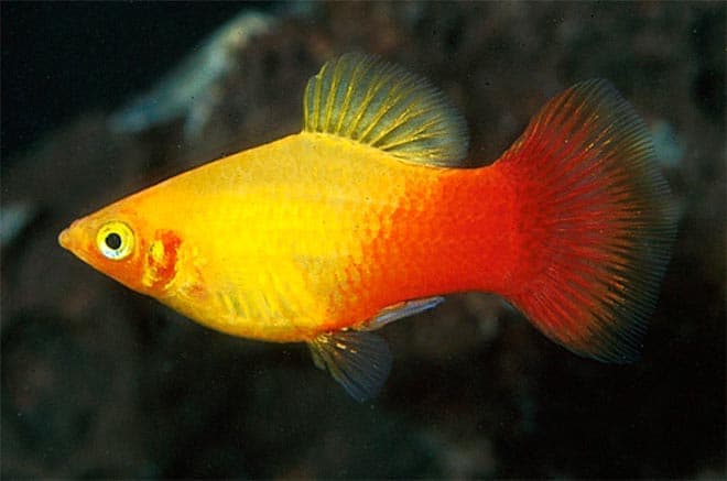 пецилия желтая пецилия желтая