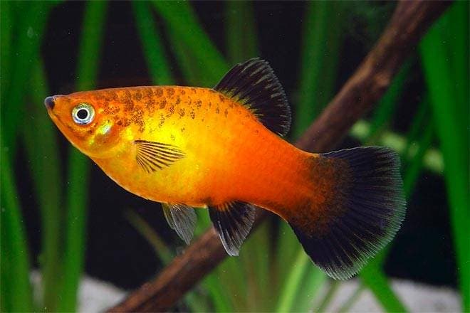 пецилия пецилия