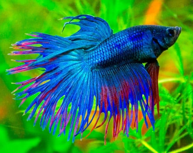 петушок петушок