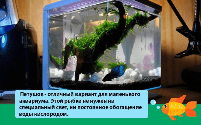 петушок в маленьком аквариуме петушок в маленьком аквариуме