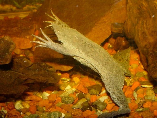 пипа американская пипа американская