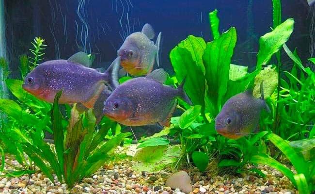 пираньи пираньи