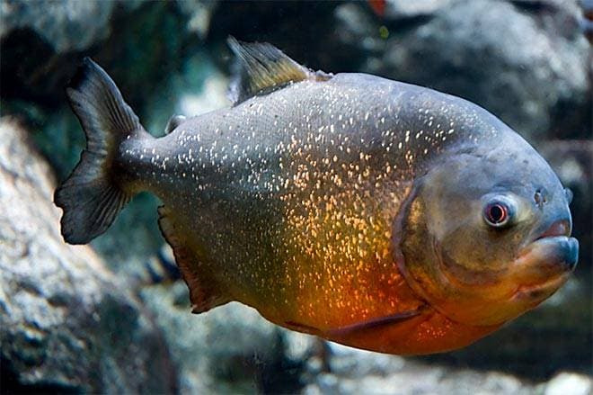 пираньи пираньи