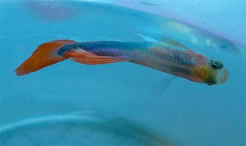 плавает на боку плавает на боку