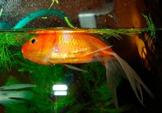 плавает на боку плавает на боку