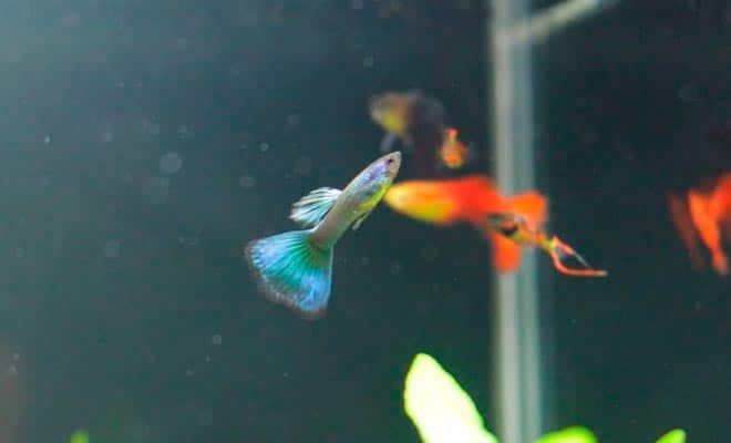 плавает вертикально плавает вертикально