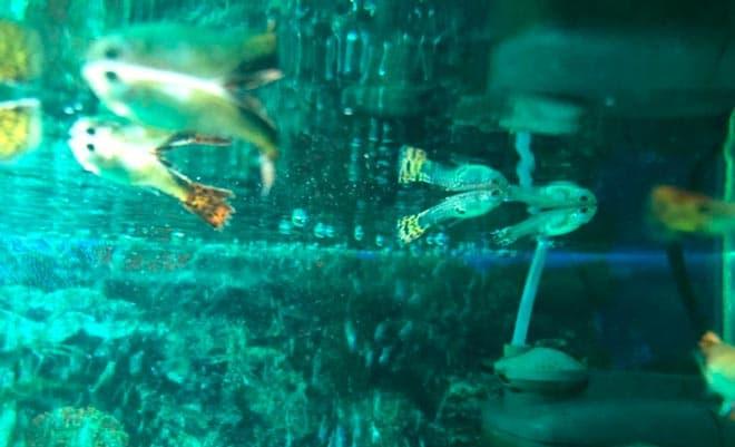 плавают на повехрности плавают на повехрности