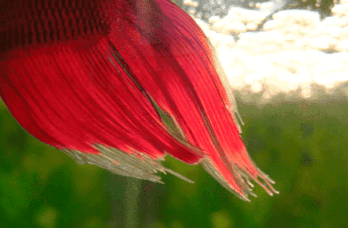 Повреждённый хвост