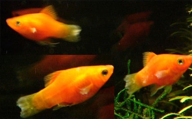 плавниковая гниль у пецилии плавниковая гниль у пецилии