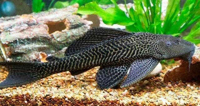 плекостомус плекостомус