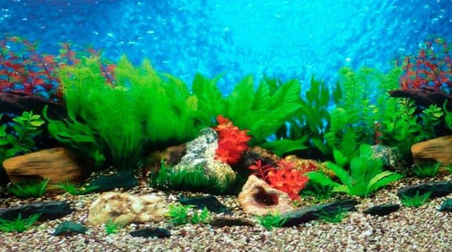 пленка пленка