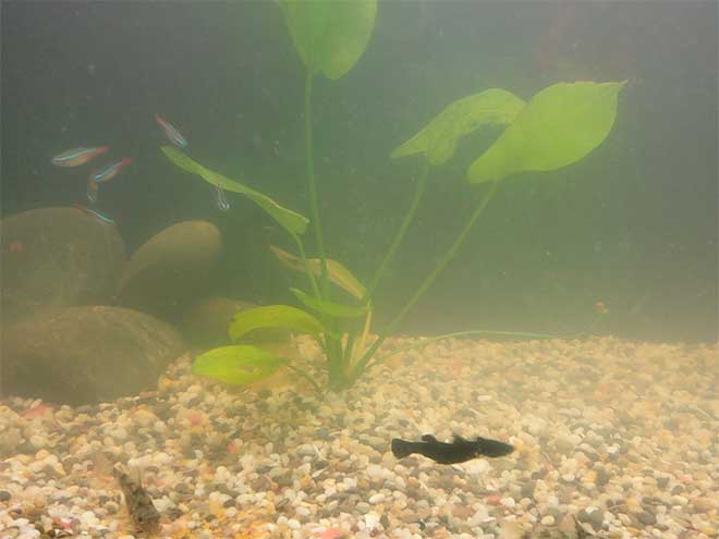 Плохое качество воды Плохое качество воды