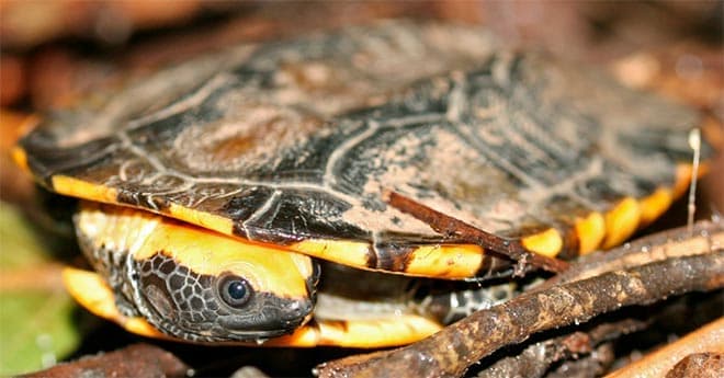 плоская черепаха плоская черепаха