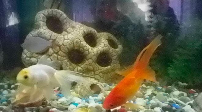 побелела побелела