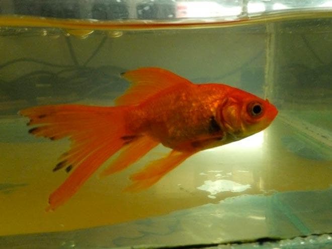 почернели плавники почернели плавники